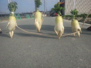 Illustration for article titled How a Japanese Radish Became an Internet Hero